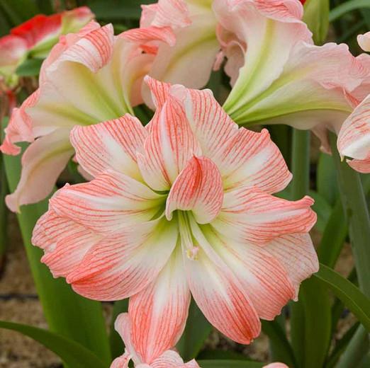 Amaryllis Giant Amadeus, Amarylis Bulbs, Hippeastrum Giant Amadeus, Hippeastrum Bulbs, Bicolor Flowers, Bicolor Amaryllis